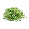 ALFALFA SPROUTS [1 ea]
